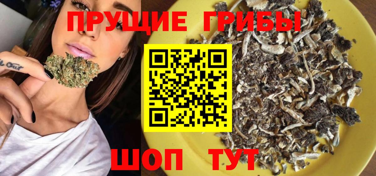 Псилоцибиновые грибы Psilocybe Карпинск